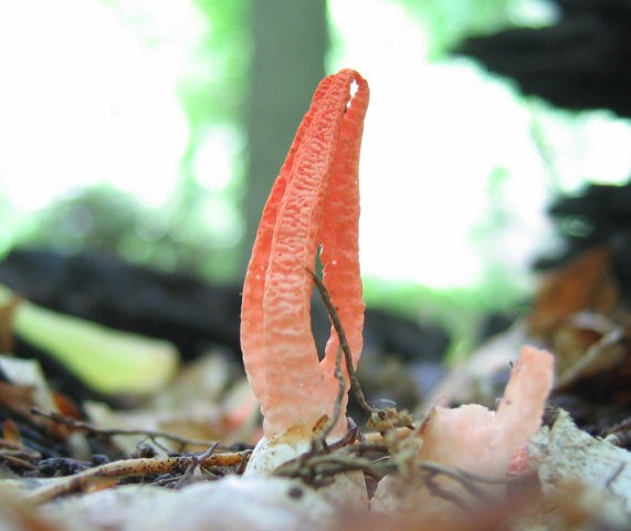 Lattice columnar: description and photo, edibility