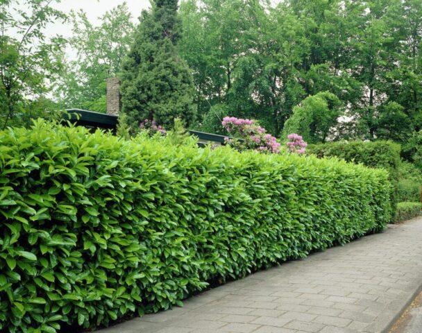 Laurel cherry: photos in landscape design, what it is, varieties, care, cultivation