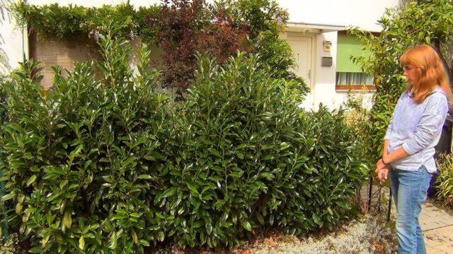 Laurel cherry: photos in landscape design, what it is, varieties, care, cultivation