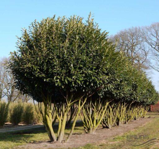 Laurel cherry: photos in landscape design, what it is, varieties, care, cultivation