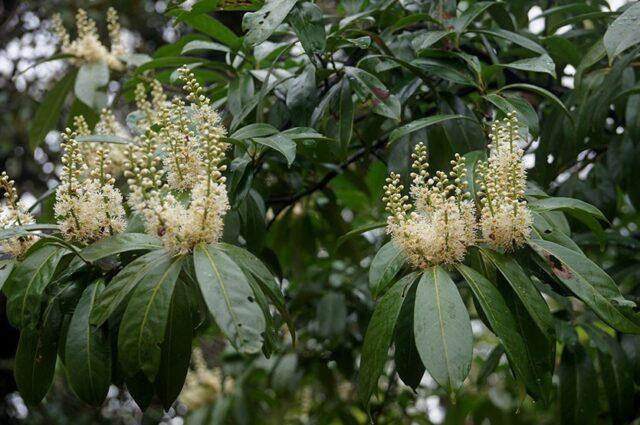 Laurel cherry: photos in landscape design, what it is, varieties, care, cultivation