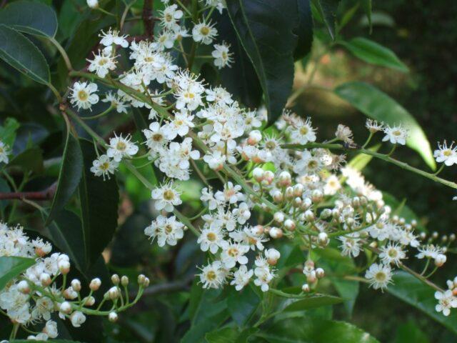 Laurel cherry: photos in landscape design, what it is, varieties, care, cultivation