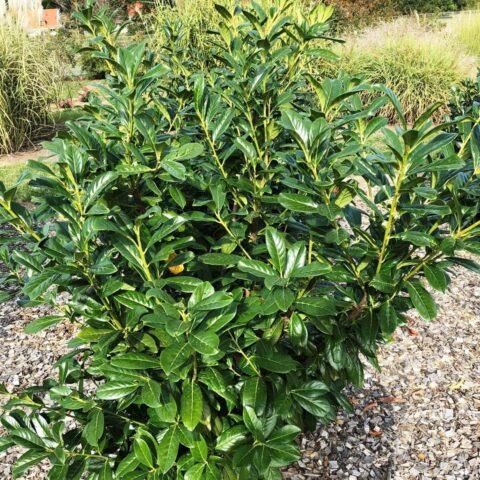 Laurel cherry: photos in landscape design, what it is, varieties, care, cultivation