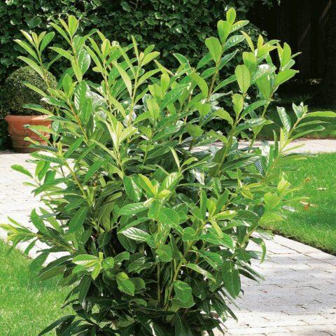 Laurel cherry: photos in landscape design, what it is, varieties, care, cultivation