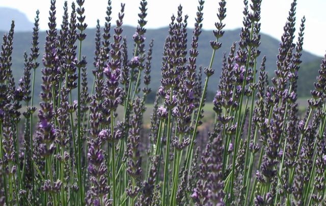 Lavender angustifolia: photo and description, varieties, reviews