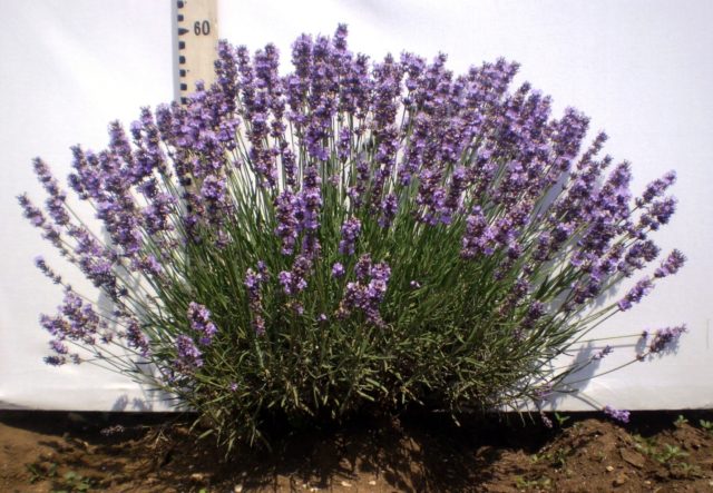 Lavender angustifolia: photo and description, varieties, reviews