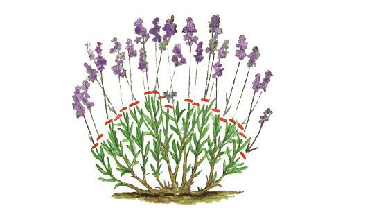 Lavender angustifolia: photo and description, varieties, reviews