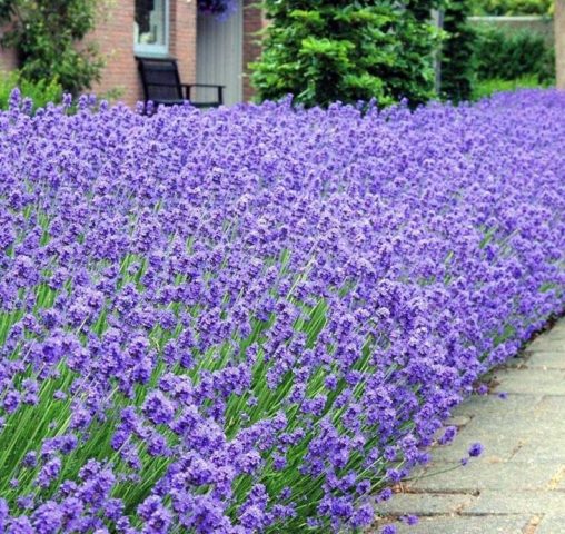 Lavender angustifolia: photo and description, varieties, reviews