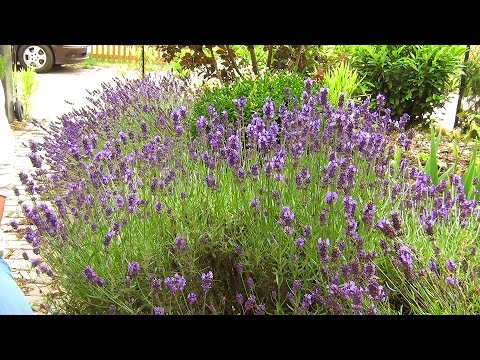 Lavender angustifolia: photo and description, varieties, reviews