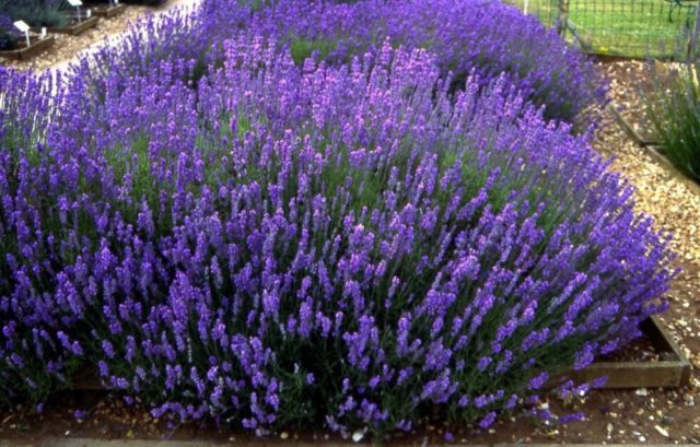 Lavender angustifolia: photo and description, varieties, reviews