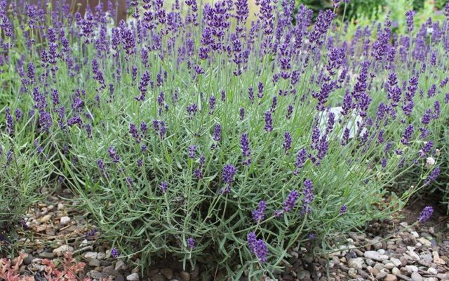 Lavender angustifolia: photo and description, varieties, reviews