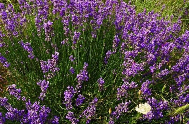 Lavender angustifolia: photo and description, varieties, reviews