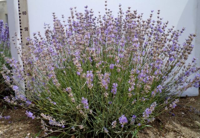 Lavender angustifolia: photo and description, varieties, reviews