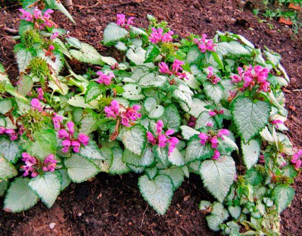 Lavender plant: medicinal properties and contraindications