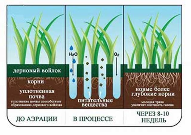 Lawn aerators: mechanical, electric and petrol