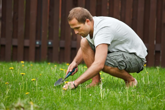 Lawn dandelion remedy