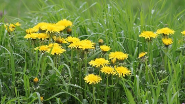 Lawn dandelion remedy