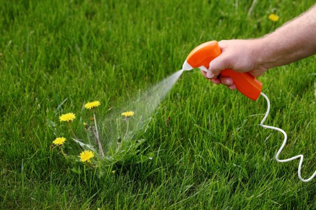 Lawn dandelion remedy