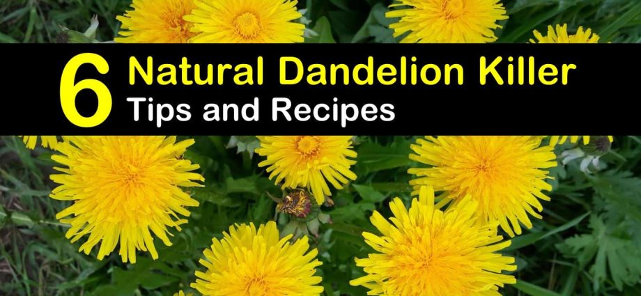 Lawn dandelion remedy