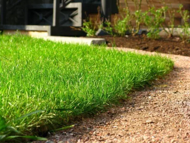 Lawn for landscaping the territory after construction: recommendations for site preparation, seed selection, care