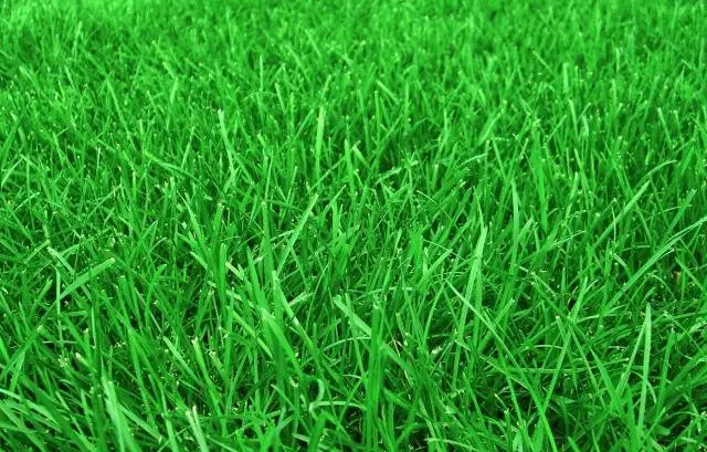 Lawn grass that kills weeds