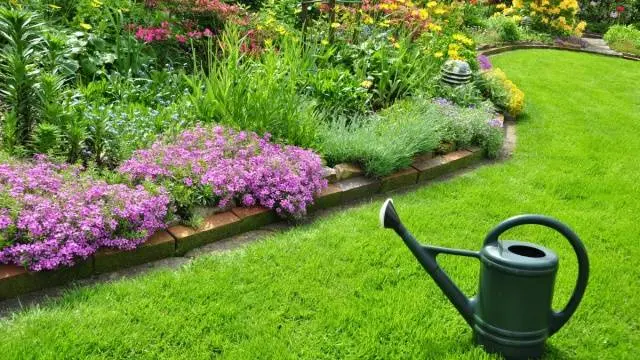 Lawn grass that kills weeds