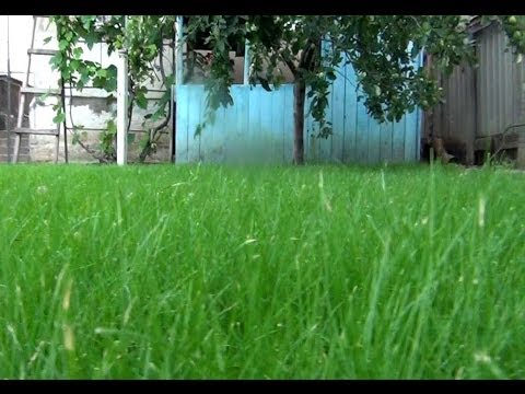 Lawn grass that kills weeds