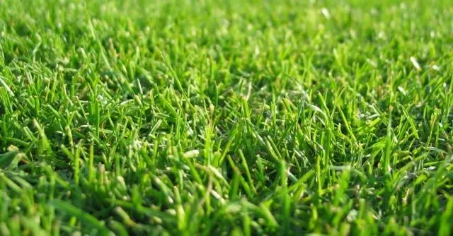 Lawn grass that kills weeds