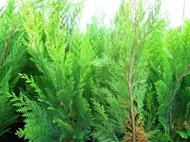 Lawson Cypress: Golden Wonder, Stardust, Alumigold, White Spot