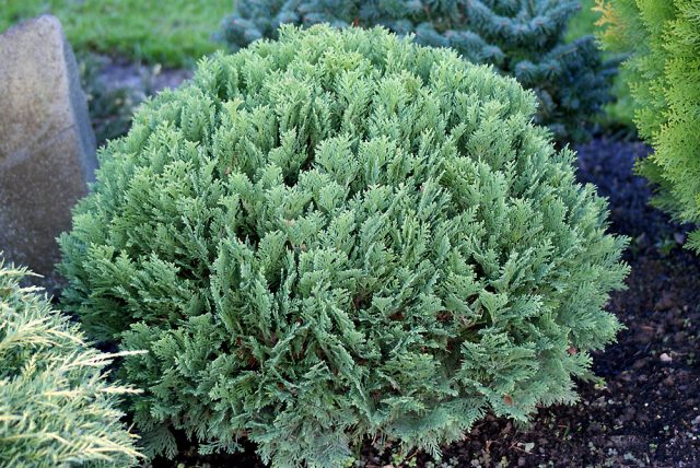 Lawson Cypress: Golden Wonder, Stardust, Alumigold, White Spot