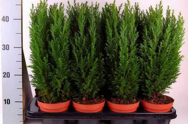 Lawson Cypress: Golden Wonder, Stardust, Alumigold, White Spot