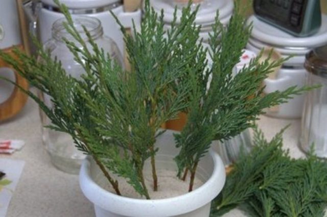 Lawson Cypress: Golden Wonder, Stardust, Alumigold, White Spot