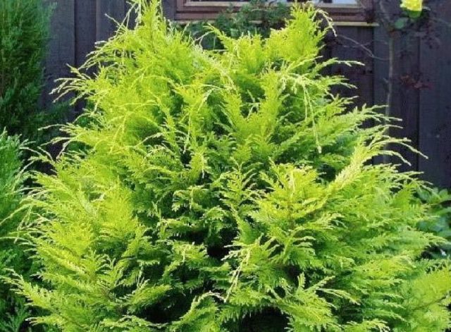 Lawson Cypress: Golden Wonder, Stardust, Alumigold, White Spot