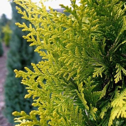 Lawson Cypress: Golden Wonder, Stardust, Alumigold, White Spot