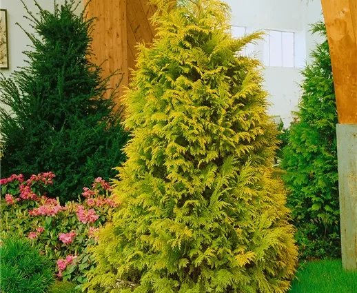 Lawson Cypress: Golden Wonder, Stardust, Alumigold, White Spot