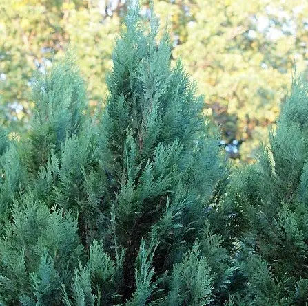 Lawson Cypress: Golden Wonder, Stardust, Alumigold, White Spot