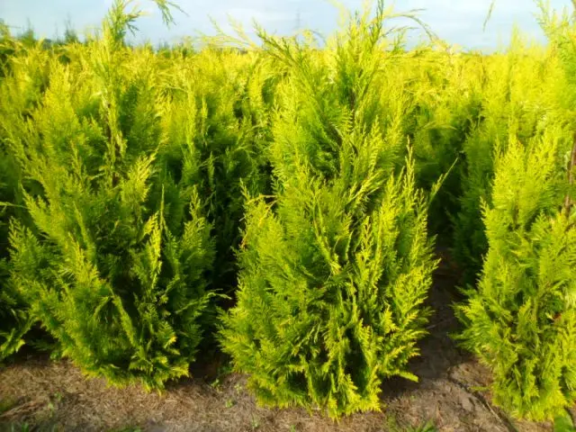 Lawson Cypress: Golden Wonder, Stardust, Alumigold, White Spot