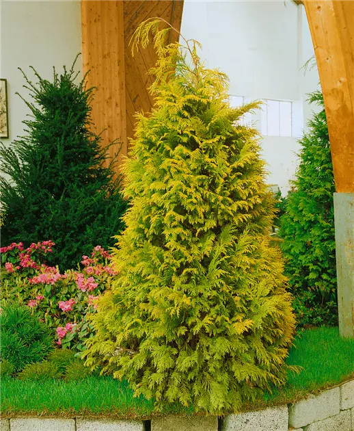 Lawson Cypress: Golden Wonder, Stardust, Alumigold, White Spot