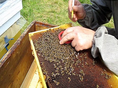 Layers of bees