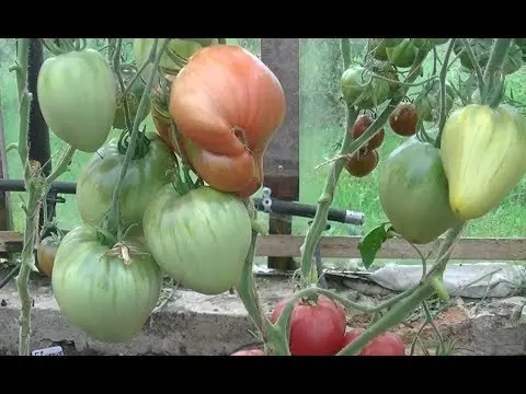 Lazy tomato