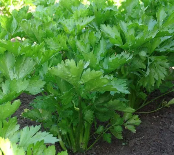 Leaf celery: cultivation and care in the open field