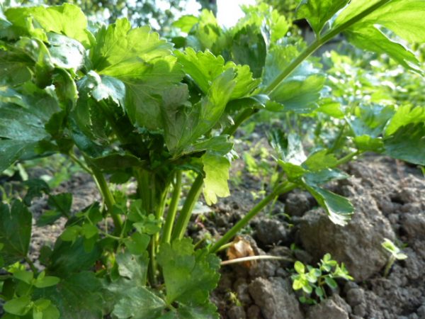 Leaf celery: cultivation and care in the open field