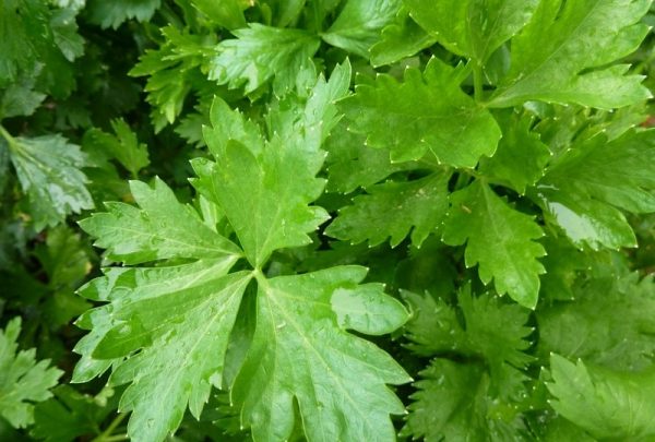 Leaf celery: cultivation and care in the open field