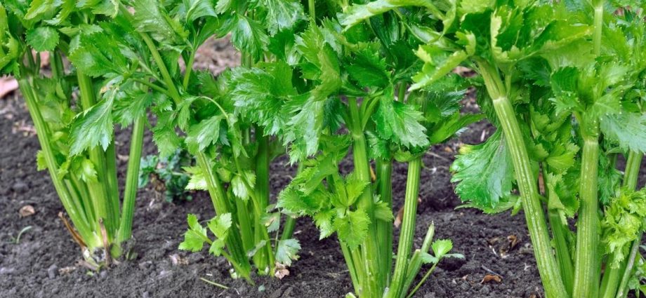 Leaf celery: cultivation and care in the open field