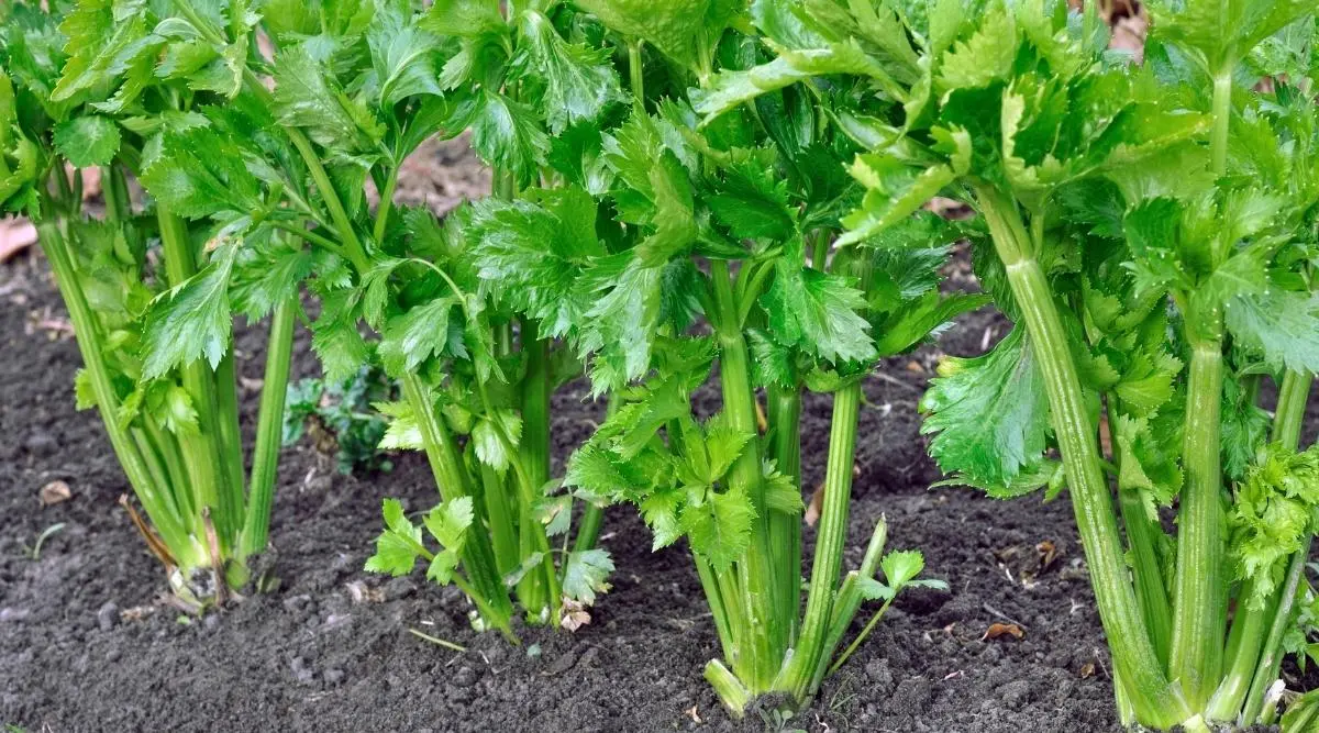 Leaf celery: cultivation and care in the open field