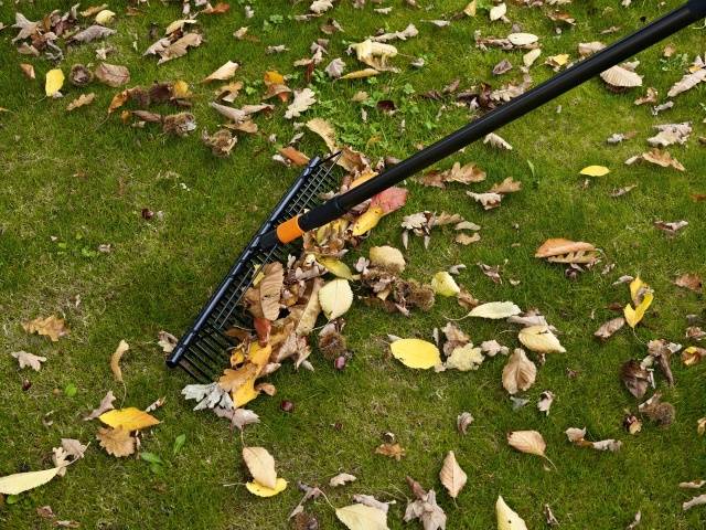 Leaf cleaning