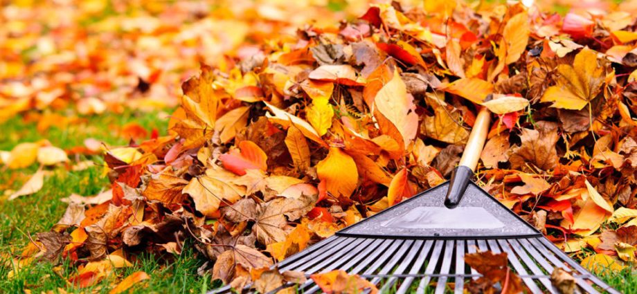 Leaf cleaning