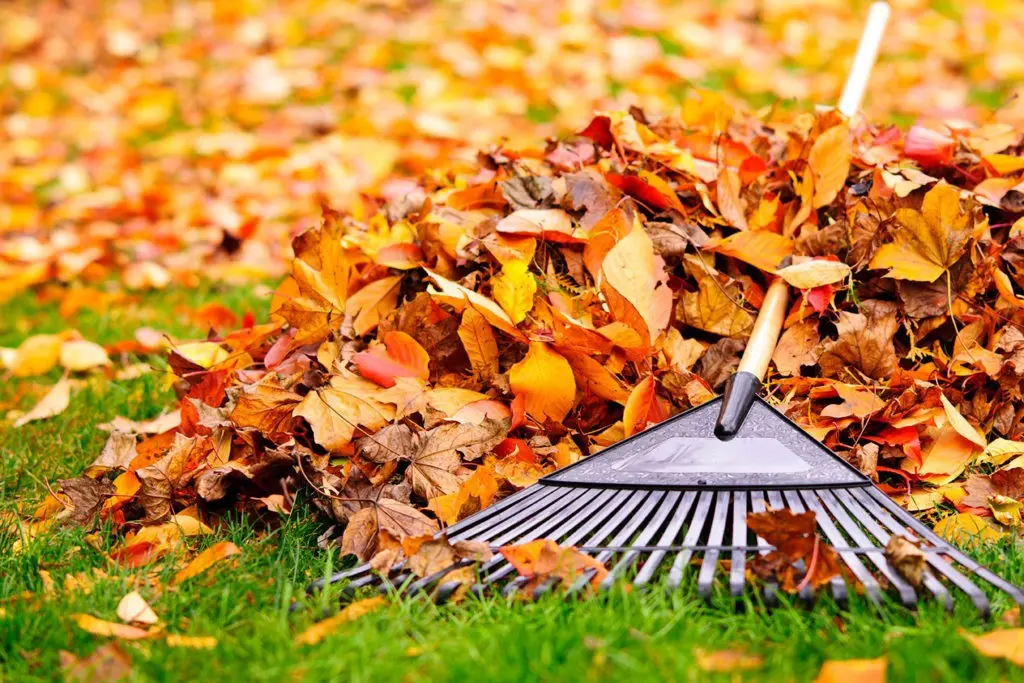 Leaf cleaning