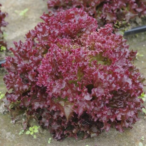 Leaf lettuce Lollo Rossa: description, planting, care, benefits and harms, reviews