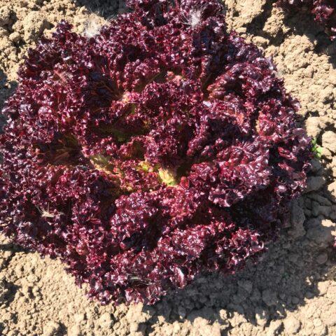 Leaf lettuce Lollo Rossa: description, planting, care, benefits and harms, reviews